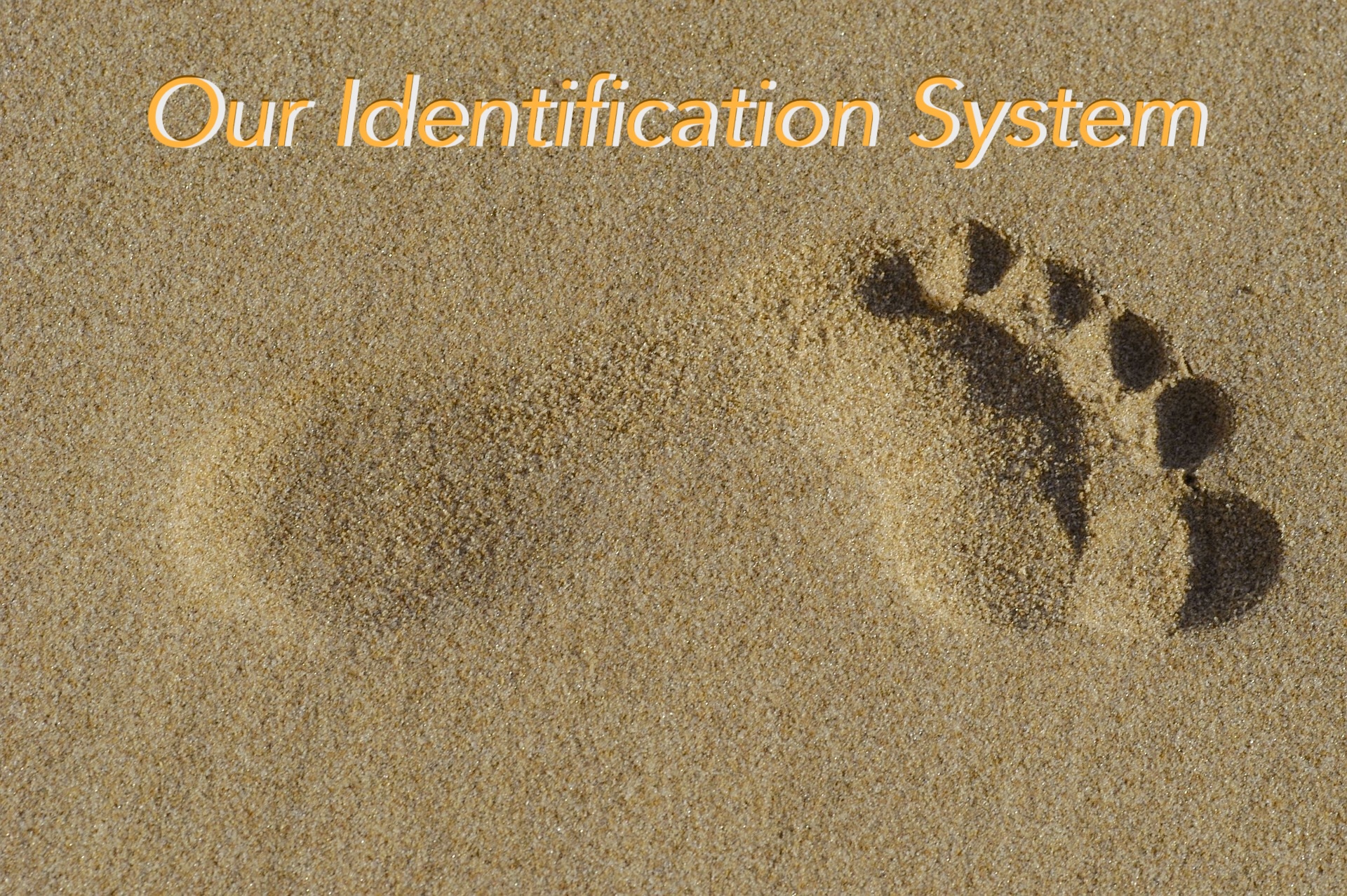 Understanding better our Identification System